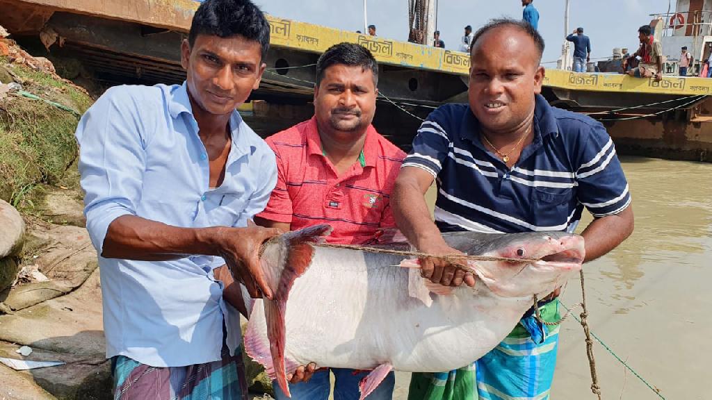 বুদ্দুর জালে ৪৭ কেজির দুই পাঙাশ, ৬২ হাজারে বিক্রি