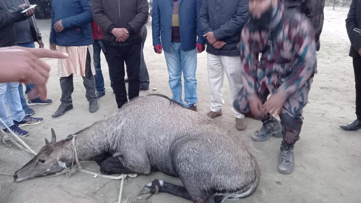 ভারত থেকে আসা নীলগাই উদ্ধার