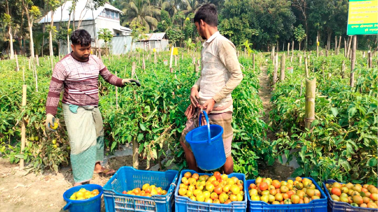 শিবচরে বাহুবলী টমেটোতে তাক লাগালেন লুৎফর