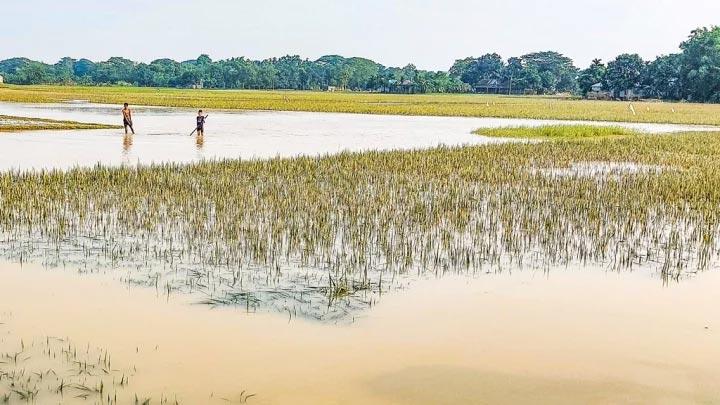 বন্যায় নষ্ট ১১ লাখ টন ধান, দ্রব্যমূল্যের ঊর্ধ্বগতির মধ্যে বাড়ছে আমদানির বোঝা 