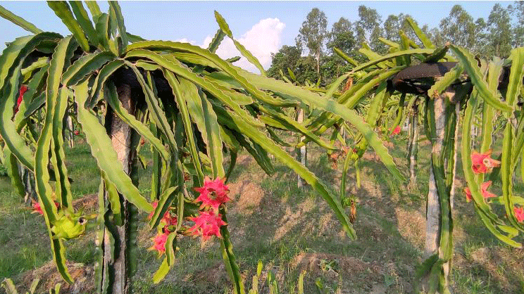 ঠাকুরগাঁওয়ে ৭ প্রজাতির বিদেশি ফলের চাষ