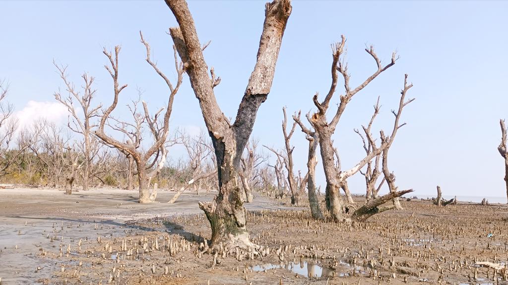 কুয়াকাটায় মরছে সংরক্ষিত বনের হাজারো গাছ