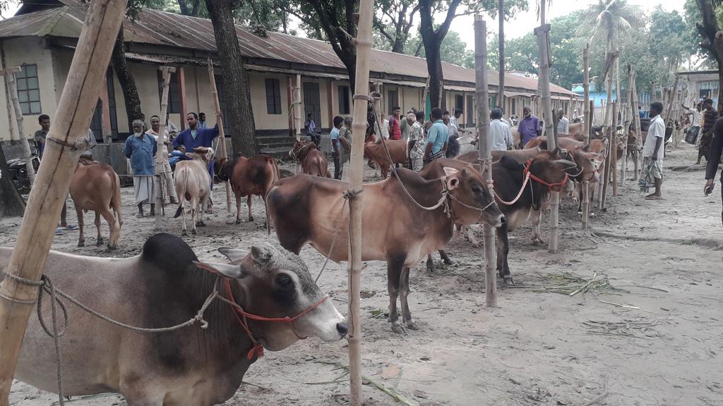 কোরবানির জন্য লালন করা গরু নিয়ে বিপাকে খামারিরা