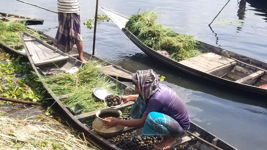 শামুক শাঁসে জীবিকা