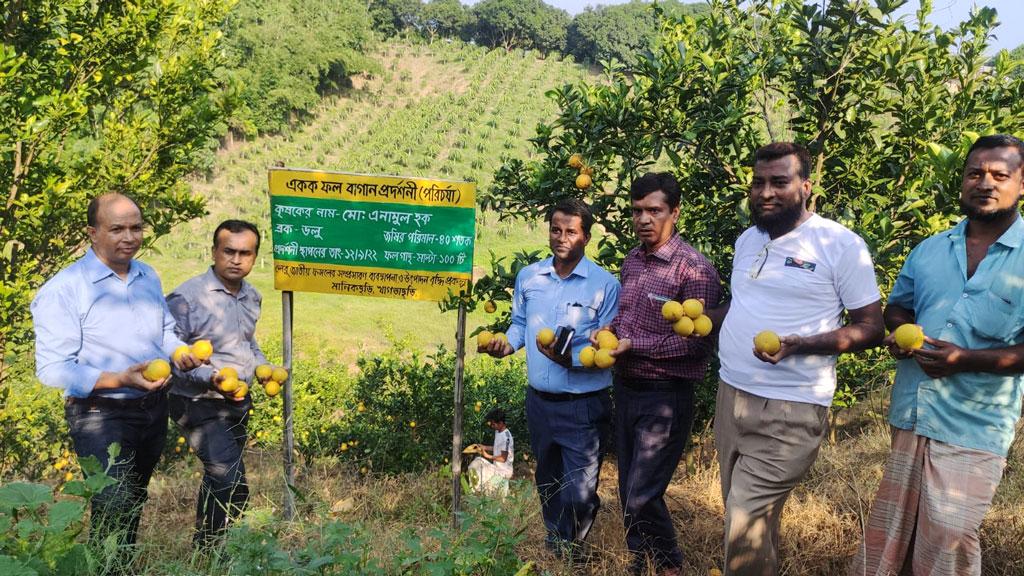 এনামুলের বিশেষ প্যাকেজিং পদ্ধতিতে মাল্টার রং হচ্ছে হলুদ