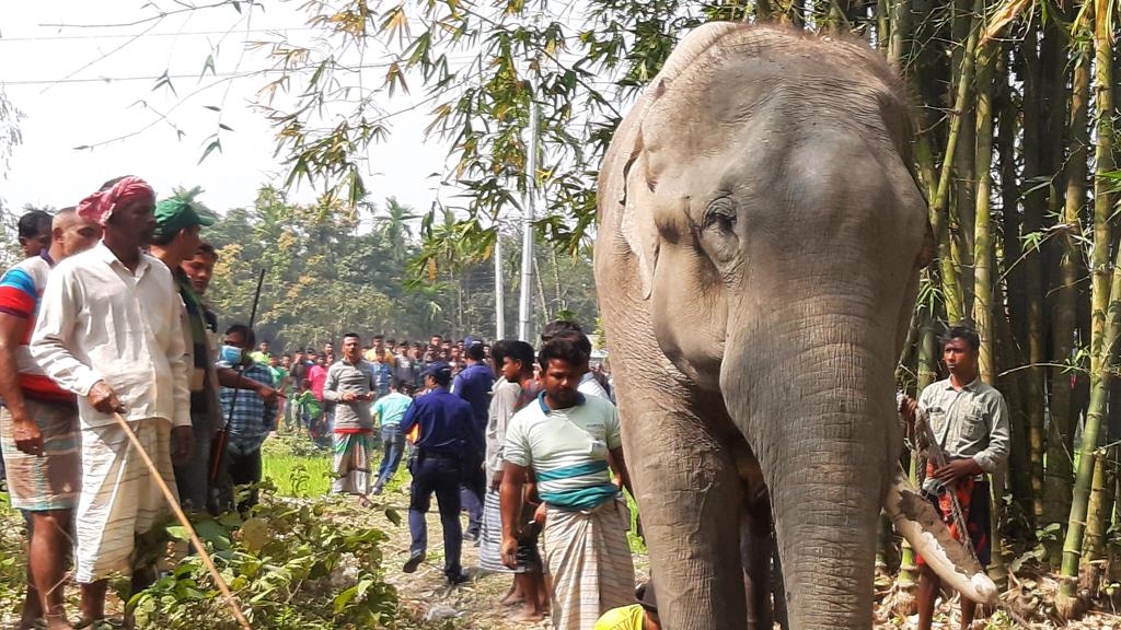 হেলিকপ্টারে গিয়ে হাতিকে চেতনানাশক, বশে  আসায় স্বস্তি জনমনে