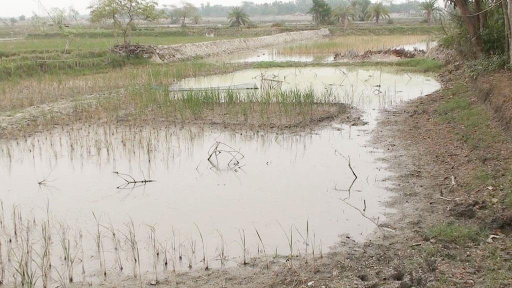 লোনাপানি ঢুকিয়ে চিংড়ি চাষ, ধানের সর্বনাশ