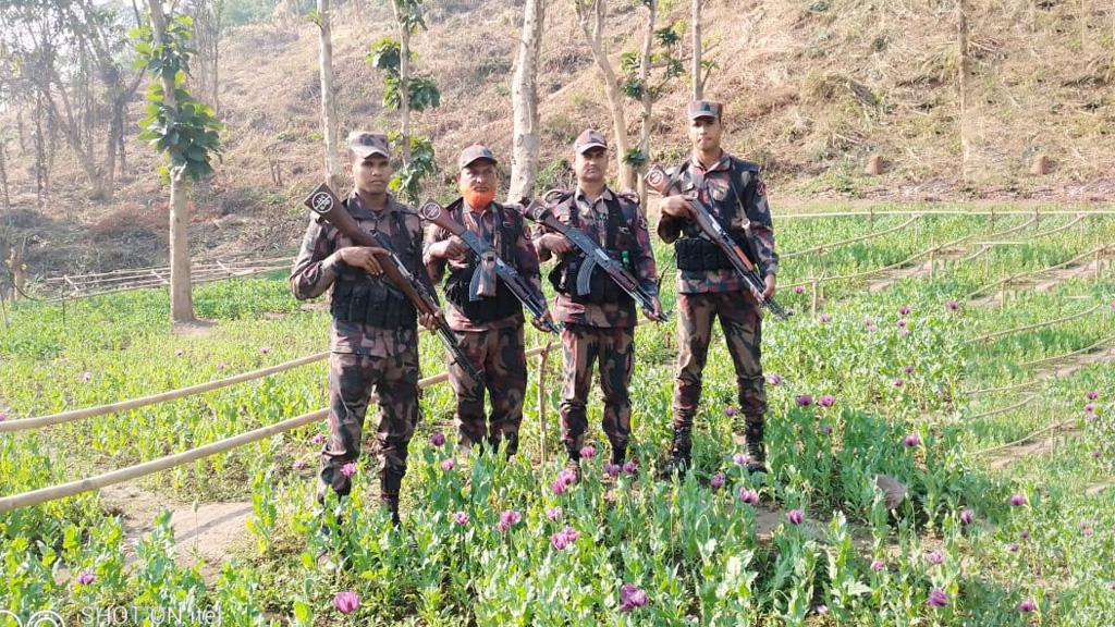 থানচিতে বাড়ছে নিষিদ্ধ পপি চাষ, ৩০ একর পপিখেত পুড়িয়ে দিল বিজিবি