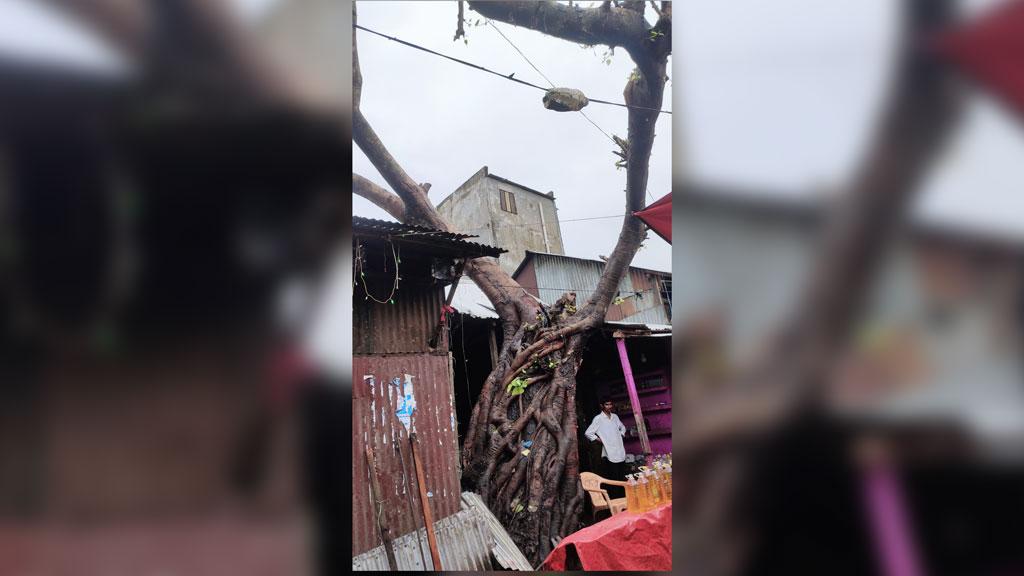 প্রশাসনের হস্তক্ষেপে মুক্ত হলো সেই বটগাছ