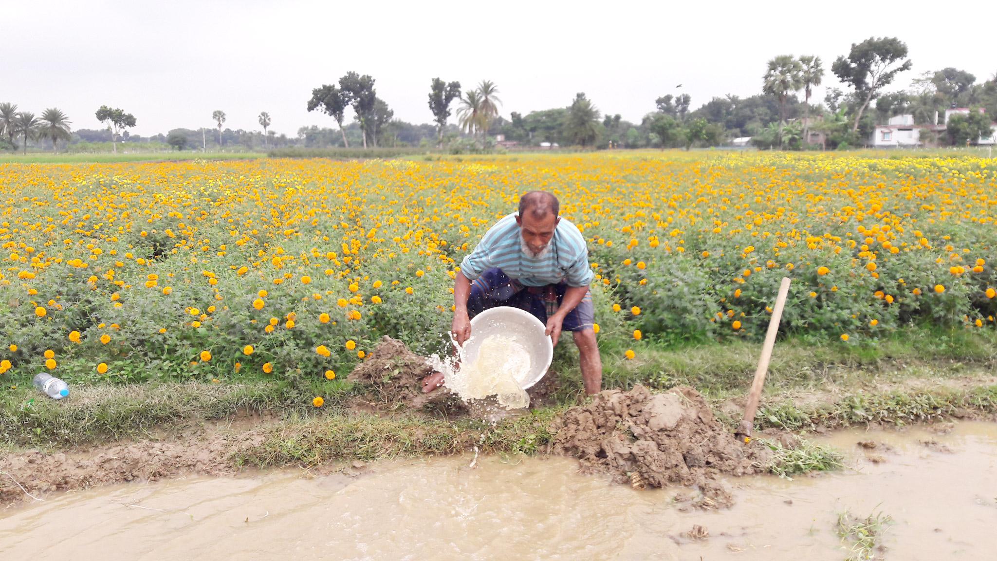 ফুলের খেতে পানি চাষিদের মাথায় হাত