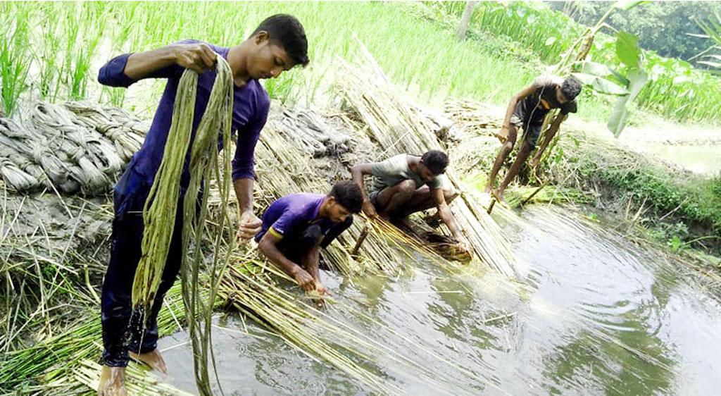 পাটের আঁশ ছাড়াতে ব্যস্ত কৃষক