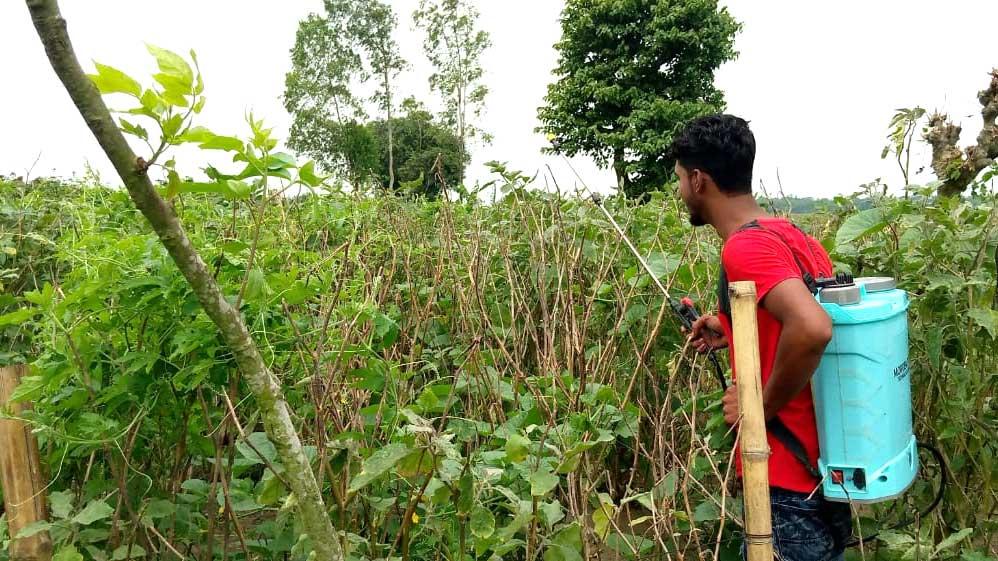 শীতের সবজিতে লাভের আশা