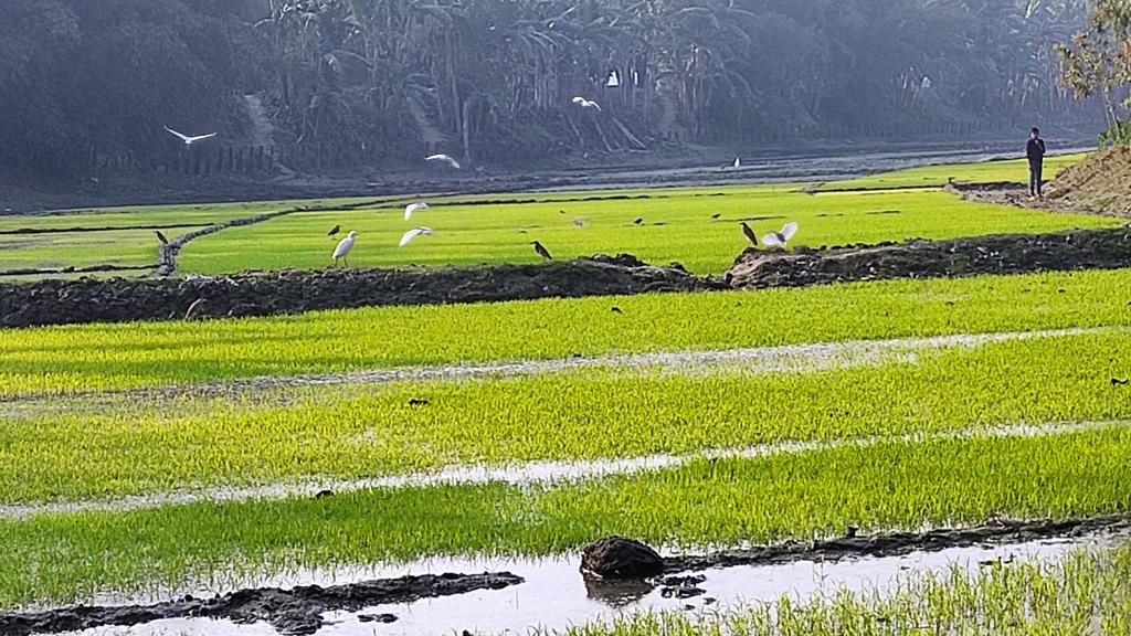 আমনের ক্ষতি পোষাতে বোরোর আগাম বীজতলা