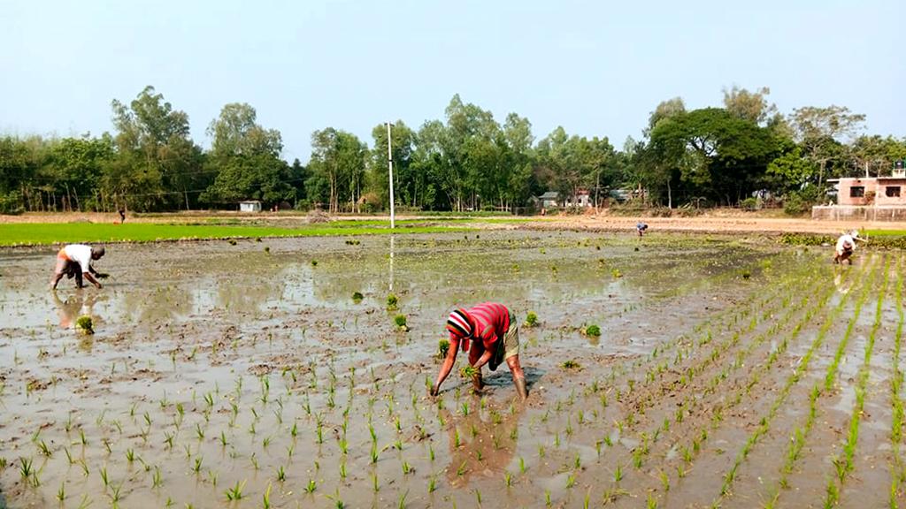 বোরো রোপণে ব্যস্ত কৃষক