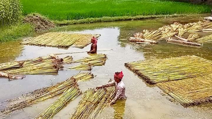 পাট কাটা ও জাগ দেওয়ায় ব্যস্ত সময় পার করছেন কৃষকেরা