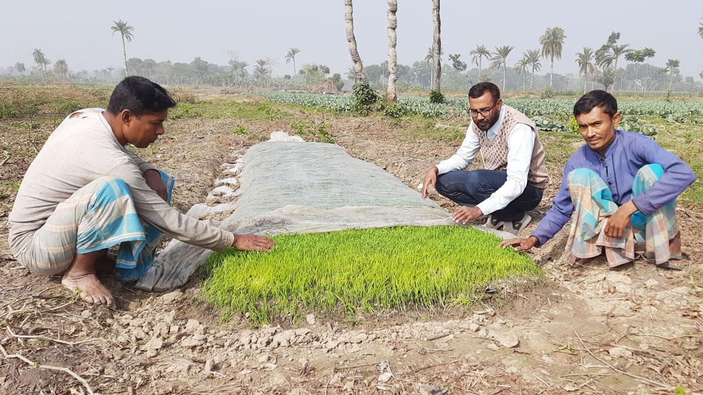 জনপ্রিয় হচ্ছে শৈত্য প্রবাহ ও কুয়াশা সহিষ্ণু শুকনো বীজতলা