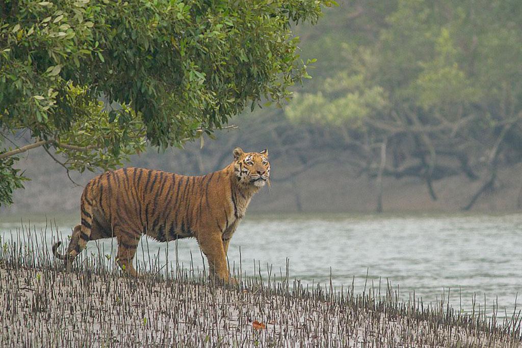 ৫ মৌয়ালের সামনেই মনিরুজ্জামানকে ধরে নিয়ে যায় বাঘ