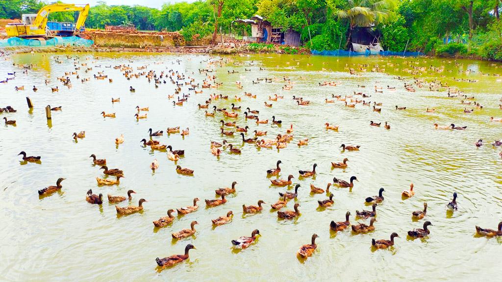 এমবিএ পাস করে হাঁসের খামার