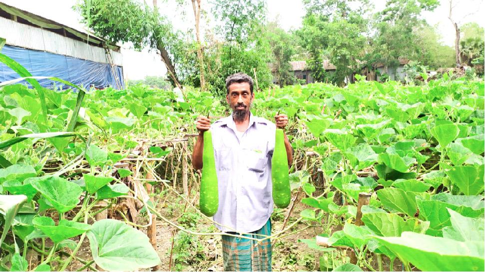 পতিত জমিতে বিষমুক্ত লাউ চাষে সাফল্য