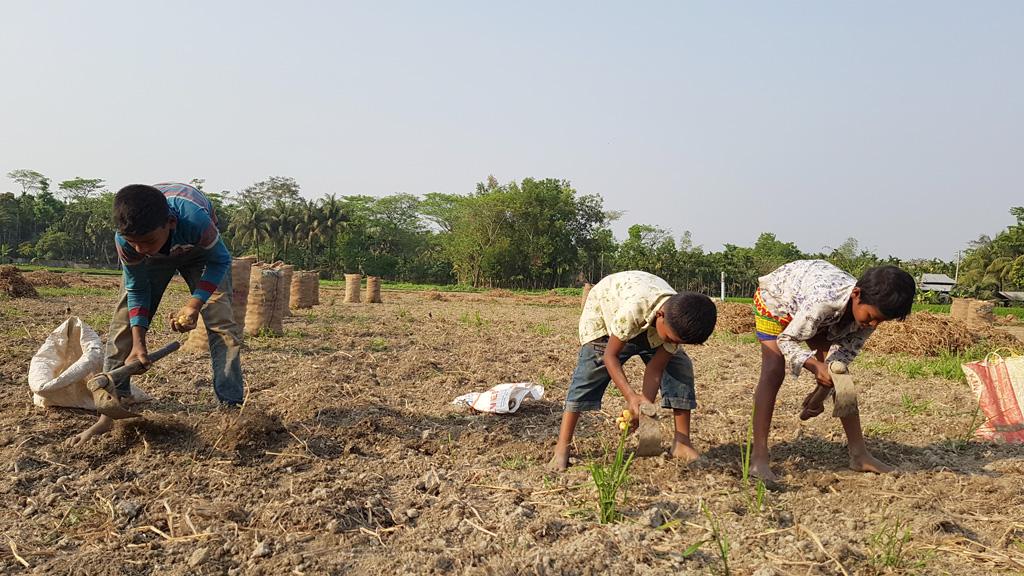 কৃষকের ফেলে যাওয়া আলু কুড়ায় ওরা