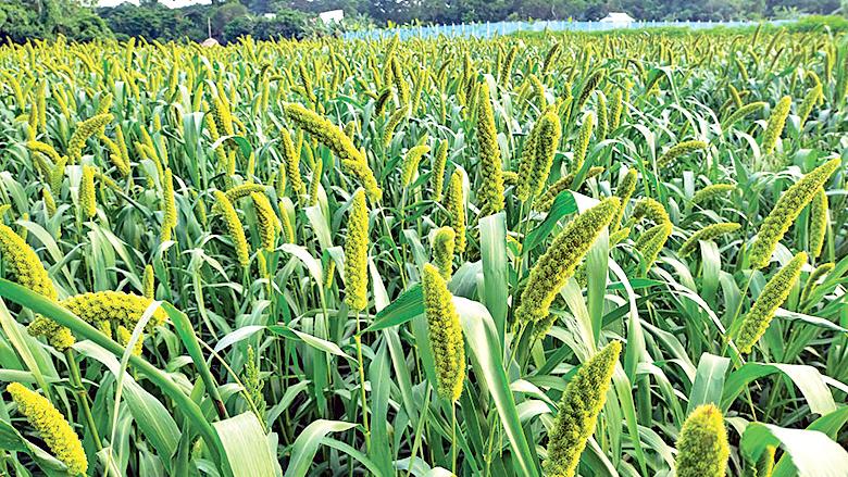 সিরাজদিখানে কাউন চাষে আগ্রহ হারাচ্ছেন কৃষকেরা