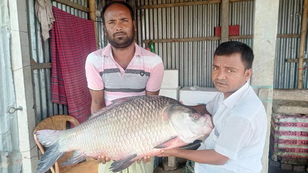 পদ্মা নদীর ২০ কেজির কাতলা ২৪ হাজার টাকায় বিক্রি