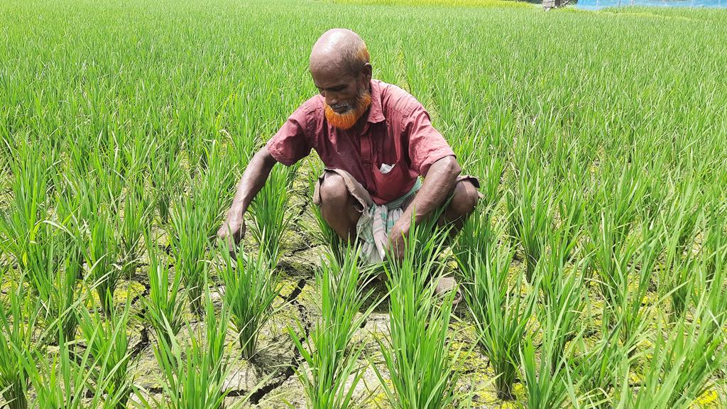 খরায় ফেটে চৌচির আমন ধানের খেত