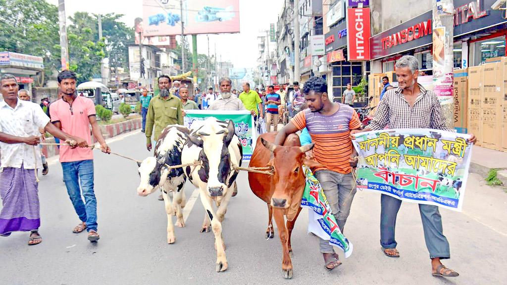 গরু নিয়ে বিক্ষোভ, ঘেরাও প্রাণিসম্পদ কার্যালয়