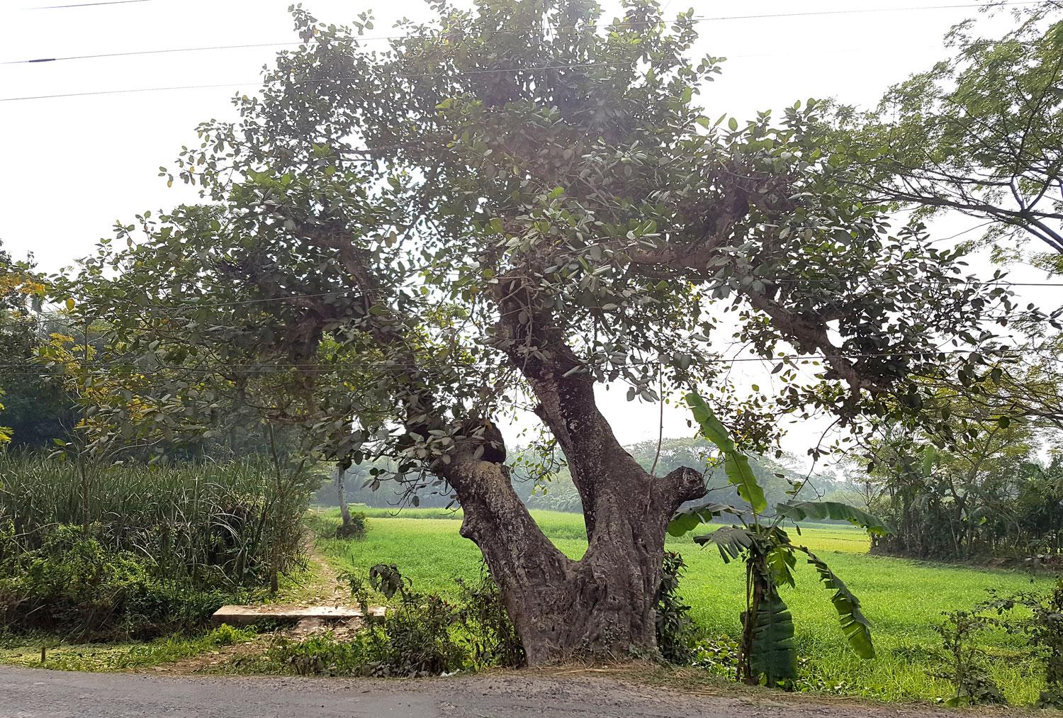 হারিয়ে যাচ্ছে লালমোহনের শতবর্ষী বটগাছ