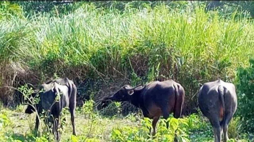 সুন্দরবনে বাঘের আক্রমণে এবার মহিষের মৃত্যু