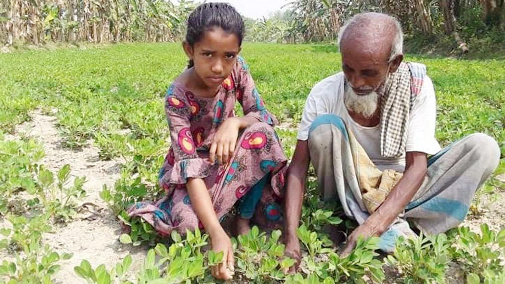 পাকুন্দিয়ার চরাঞ্চলে বাড়ছে চীনা বাদামের চাষ