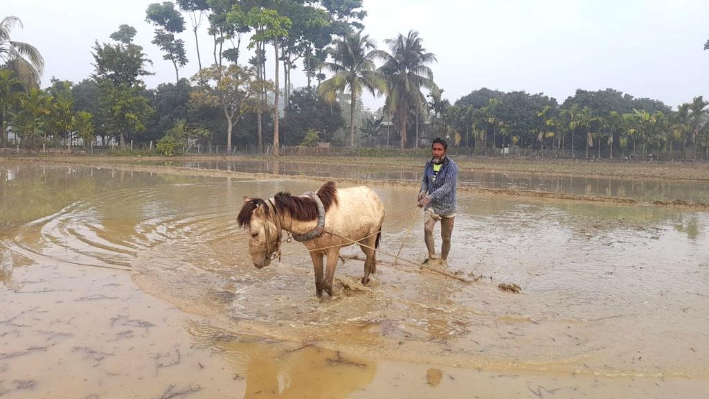 কৃষিকাজে খরচ কমাতে ঘোড়া দিয়ে হালচাষ 