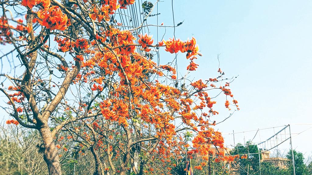 বরিশাল বিশ্ববিদ্যালয় ক্যাম্পাসে ফুটেছে পলাশ