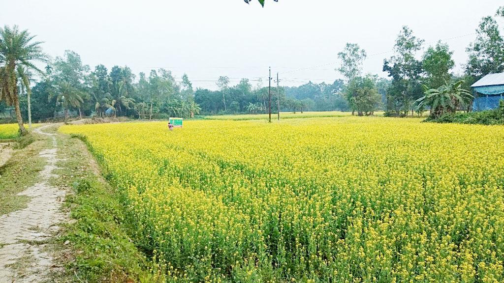 হলুদে ছেয়ে গেছে মাঠ