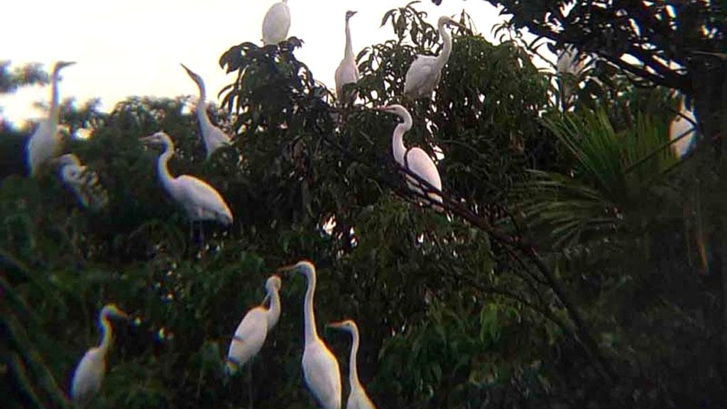 প্রখর রোদে নীড়ে থাকতে পারছে না বকছানারা, ছায়ার খোঁজে বেরিয়ে মারা যাচ্ছে