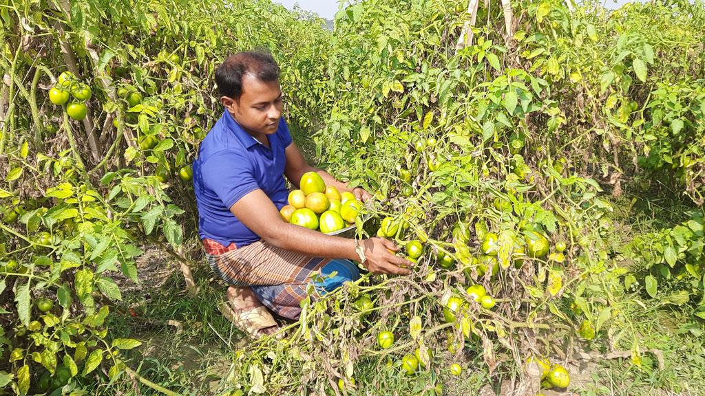 জৈব বালাইনাশক ব্যবহার করে টমেটোতে বাজিমাত দেলোয়ারের 