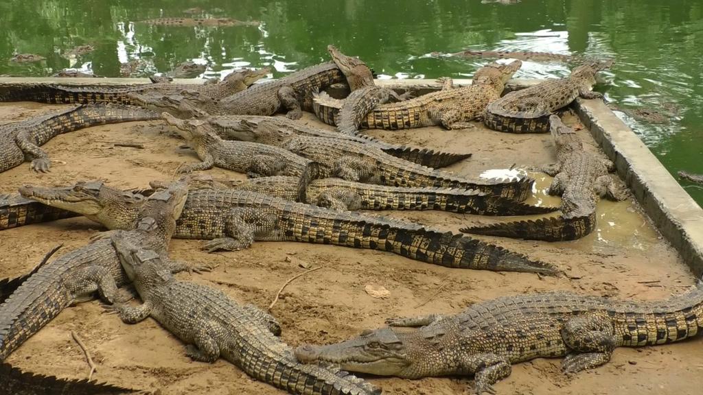 পিকে হালদারের কুমিরের খামার বিক্রি হলো ৩৮ কোটি টাকায়