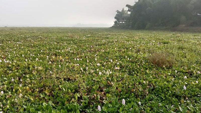 কচুরিপানার দখলে আবাদি জমি