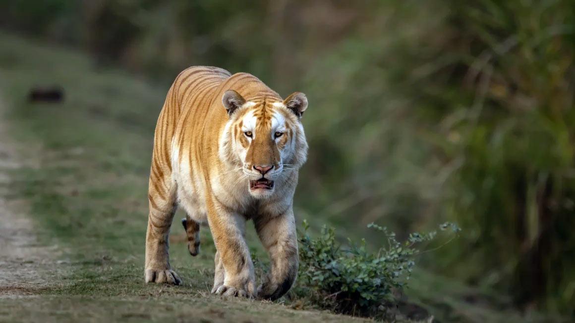 ‘সোনালি’ বাঘ কেন দুশ্চিন্তায় ফেলল বন্য প্রাণী গবেষকদের