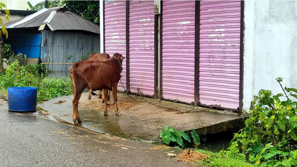 নোয়াখালীতে বন্যায় প্রাণিসম্পদে ব্যাপক ক্ষতি