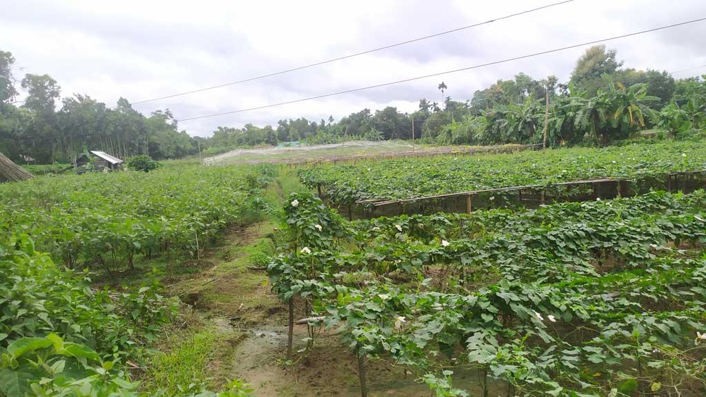 বৃষ্টিতে মরে যাচ্ছে সবজি