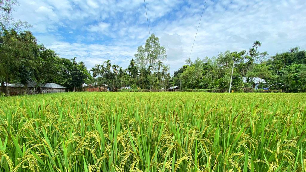 কার্তিকের নবান্নের দেশে আজ পয়লা হেমন্ত