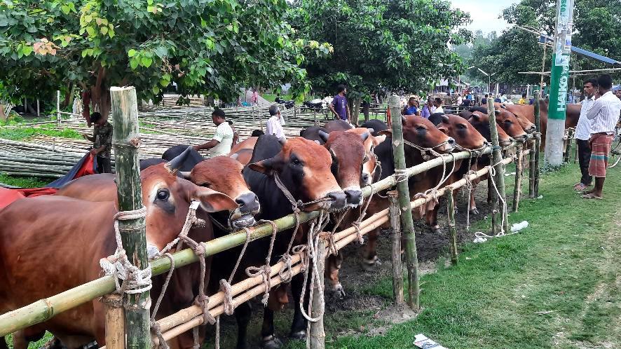 নীলফামারীতে কোরবানির জন্য প্রস্তুত দুই লক্ষাধিক পশু 