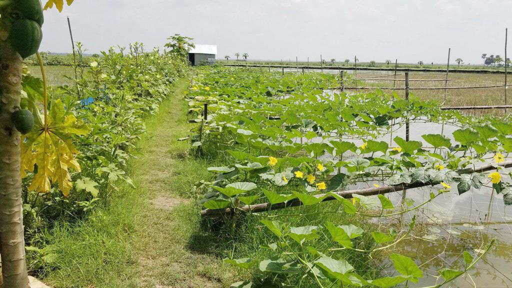 ঘেরের পাড়ে সবজি চাষে স্বাবলম্বী চাষি