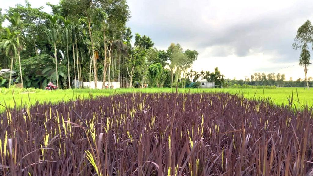 বেগুনি ধানে খেত রঙিন