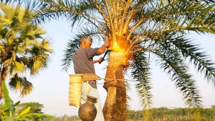 বোরহানউদ্দিনে হারিয়ে যাচ্ছে খেজুরের রস