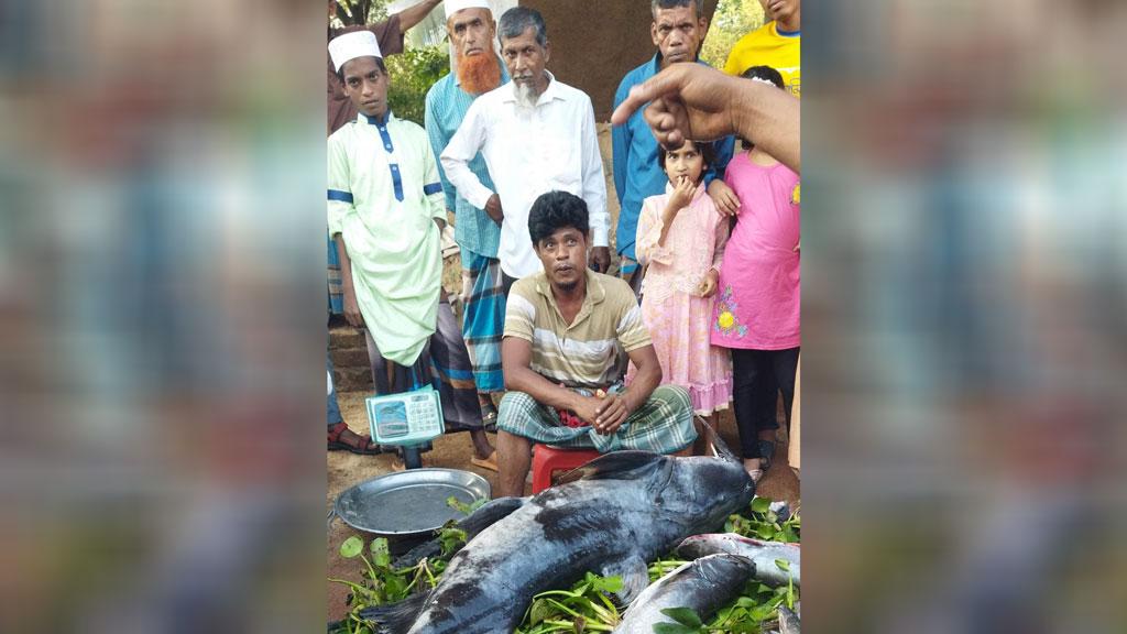 মৎস্য বিভাগের অভিযানের খবরে বাজার থেকে উধাও ৫০ কেজির বাঘাইড় 