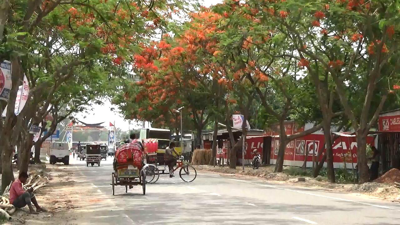 গোয়ালন্দে সড়কের পাশে সৌন্দর্যের বার্তা কৃষ্ণচূড়ার