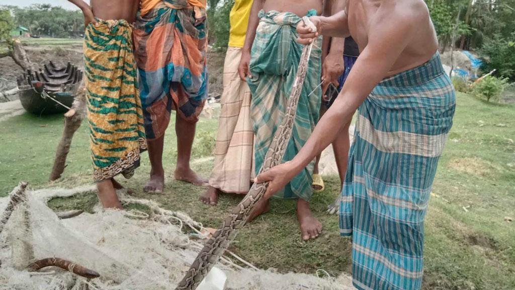 পাথরঘাটায় জালে প্যাঁচানো ১০ ফুট লম্বা অজগর উদ্ধার