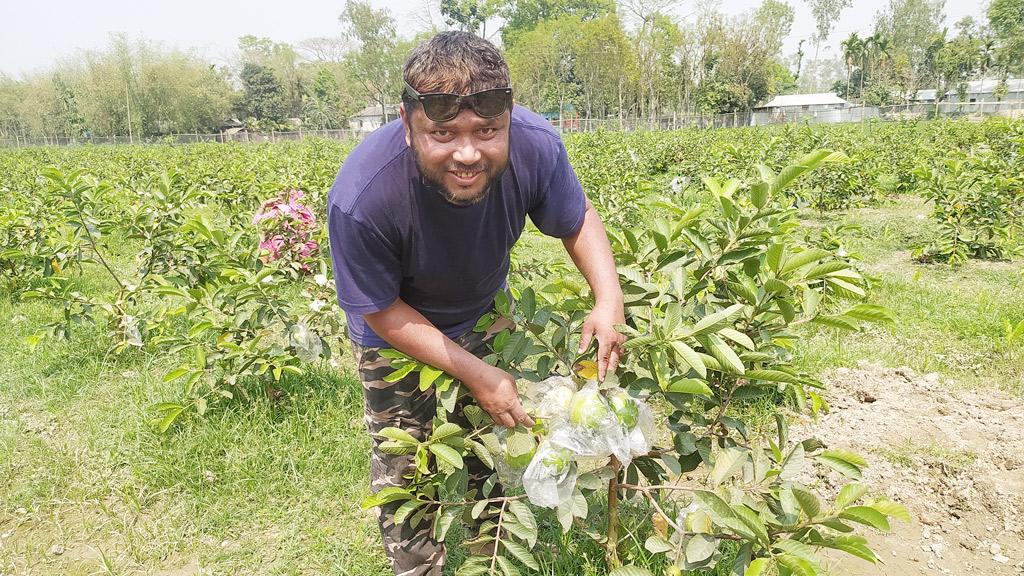 বিষমুক্ত পেয়ারা চাষে সাফল্য